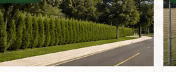 Spartan Juniper hedge buffering a suburban road and sidewalk frontage