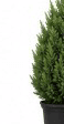15-gallon Spartan Juniper fast start — larger established upright evergreen in nursery pot