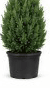 3-gallon Spartan Juniper starter — small upright columnar evergreen in nursery pot