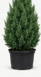5-gallon Spartan Juniper standard — medium upright columnar evergreen in nursery pot