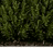 Close-up of Spartan Juniper foliage — dense upright evergreen needles