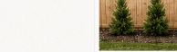 Young Spartan Juniper privacy plants with visible spacing between starters — Year 1
