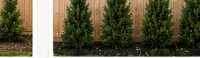 Spartan Juniper plants filling in with partial screening — Year 2–4