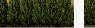 Spartan Juniper hedge forming solid privacy along a fence — Year 5–7