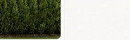 Mature Spartan Juniper living privacy screen — Year 7–10+