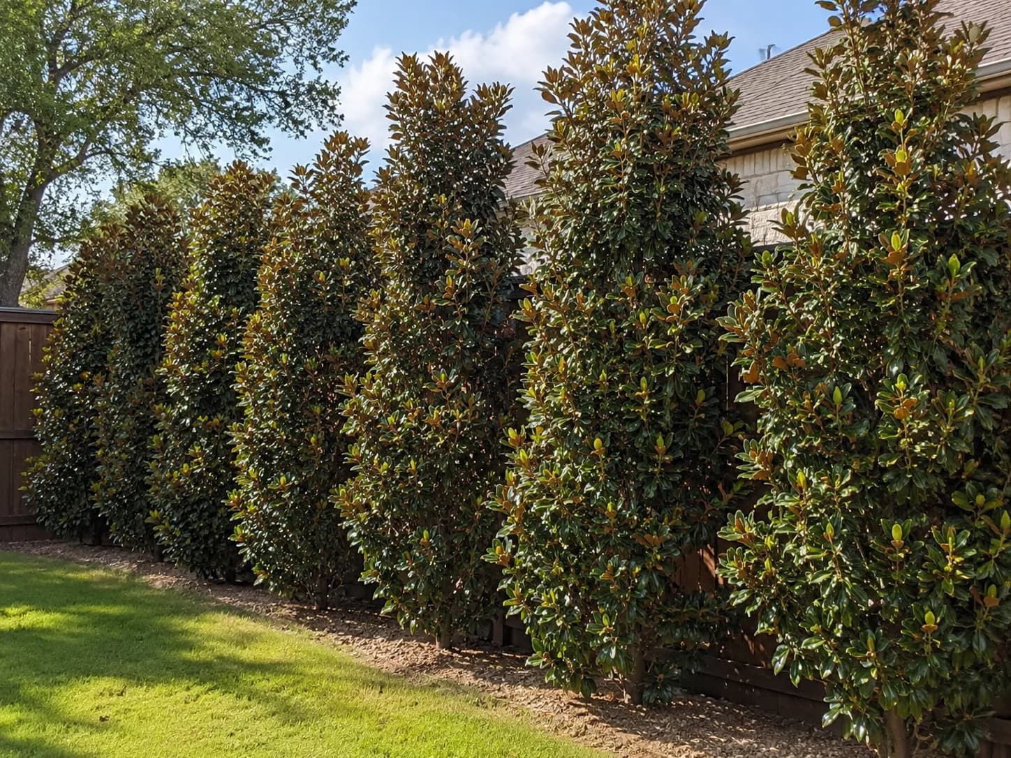 Teddy Bear Magnolia privacy screen example along a Texas property line