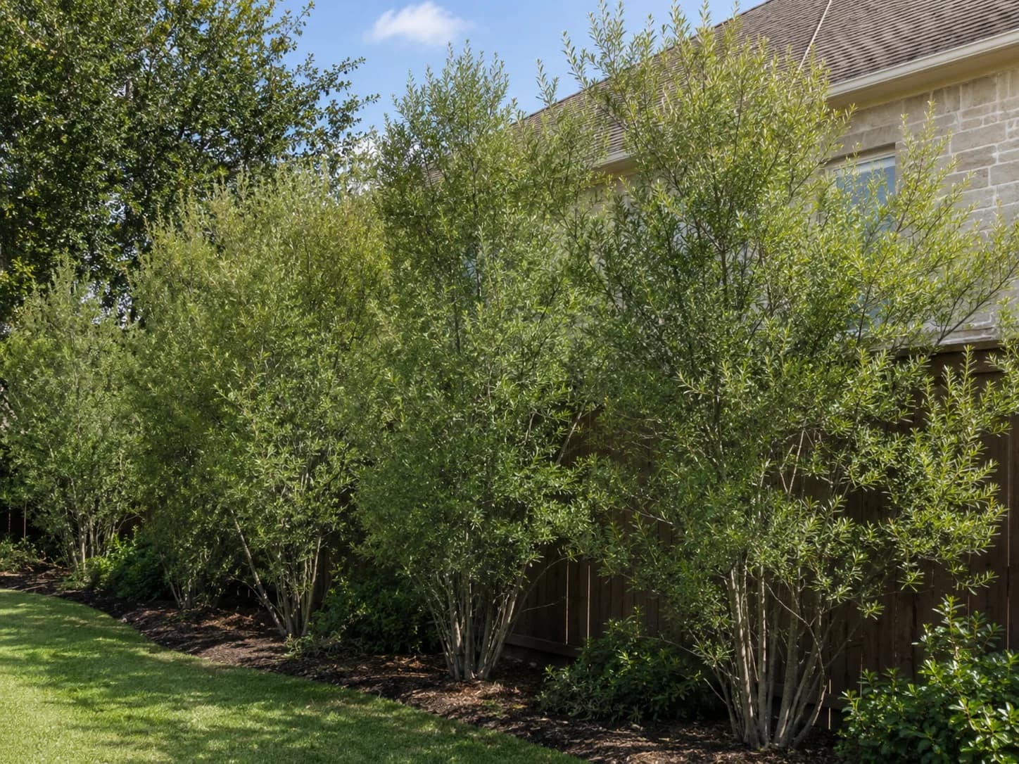 Wax Myrtle privacy hedge line — hedge screen planning example
